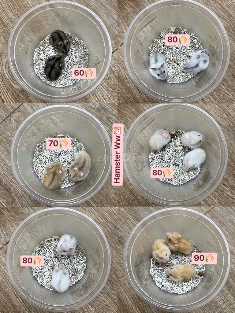 Chuột Hamster WW Đa dạng. Mua bán Thú cưng khác tại Quận Hai Bà Trưng Hà Nội được đăng bởi Toe Toét Shop hình 1