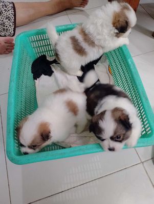 Bán chó con. Mua bán Chó tại Quận Bình Thạnh Tp Hồ Chí Minh được đăng bởi Nguyen Van Nam