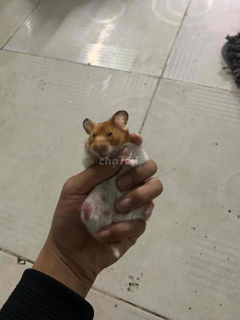 Chuột Hamster cái nâu trắng. Mua bán Thú cưng khác tại Quận Thanh Khê Đà Nẵng được đăng bởi nguyên hoàng hình 1