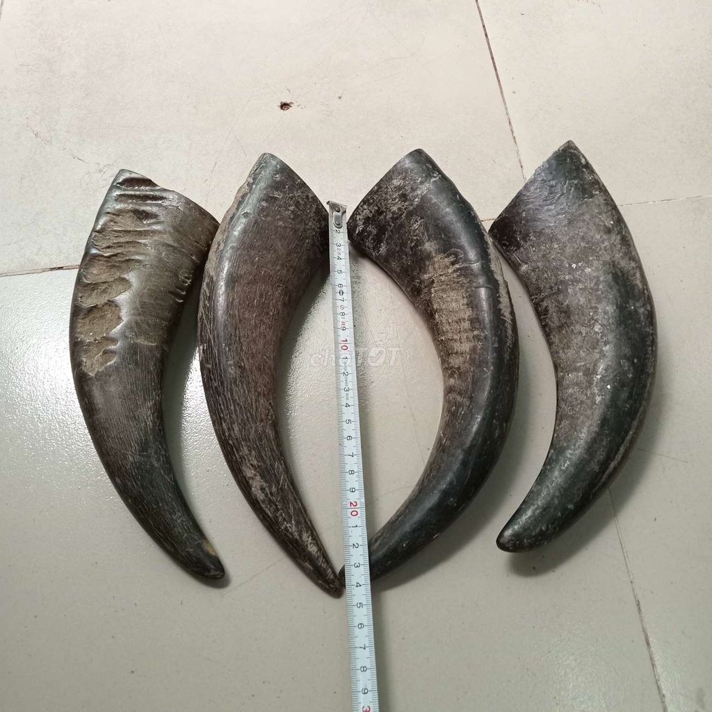 Sừng trâu đen đặc . Mua bán Đồ sưu tầm, đồ cổ tại Quận Tân Bình Tp Hồ Chí Minh được đăng bởi Lê Hữu Nguyên hình 1