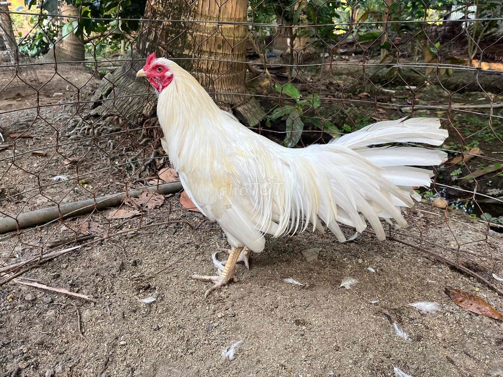 Gà bướm 2kg5 tay tốt về chơi ngay. Mua bán Gà tại Huyện Trà Ôn Vĩnh Long được đăng bởi Thành Công hình 1