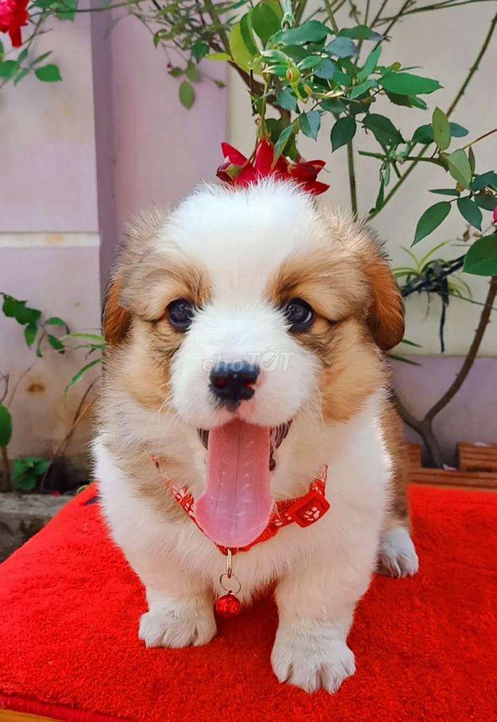 Bé corgi lông dài hóng ba mẹ đón về