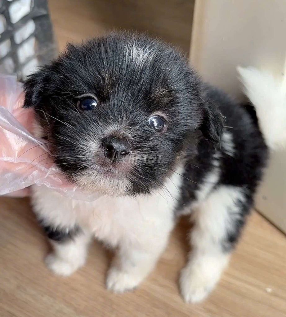 Chó pom x nhật mini size 64 ngày. Mua bán Chó tại Quận Bình Tân Tp Hồ Chí Minh được đăng bởi Minh nguyễn  hình 6