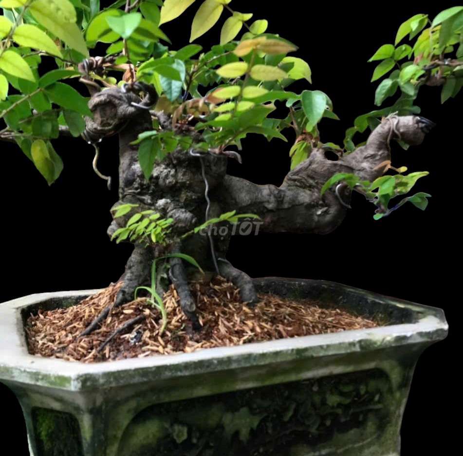 Bonsai ban công