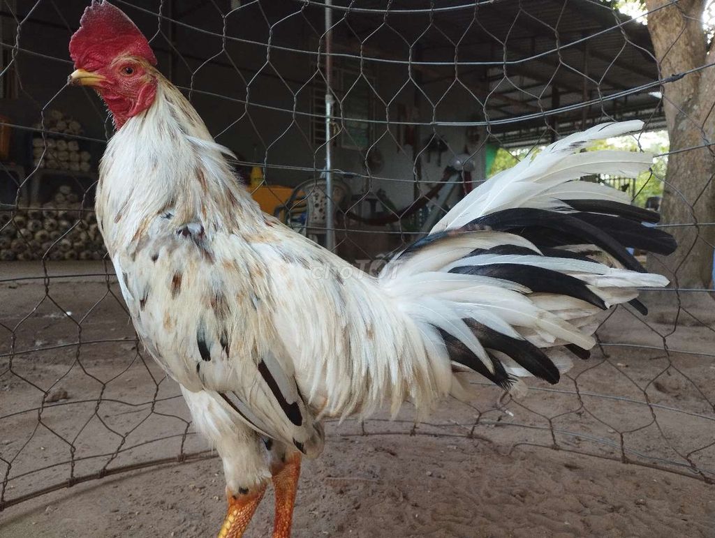 siu Mỹ 3kg2 tay như con bò nuôi vài bữa có chơi. Mua bán Gà tại Huyện Châu Thành An Giang được đăng bởi Nhi Gà Đá hình 1