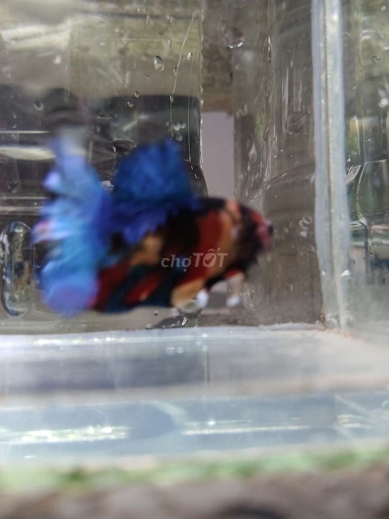 Cá betta. Mua bán Thú cưng khác tại Huyện Trà Ôn Vĩnh Long được đăng bởi Hồng Thúy hình 2