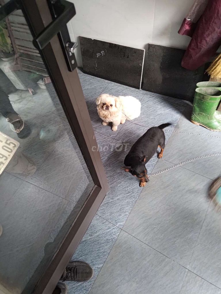Cần bán chó bắc kinh. Mua bán Chó tại Thị xã Từ Sơn Bắc Ninh được đăng bởi tuân hình 1