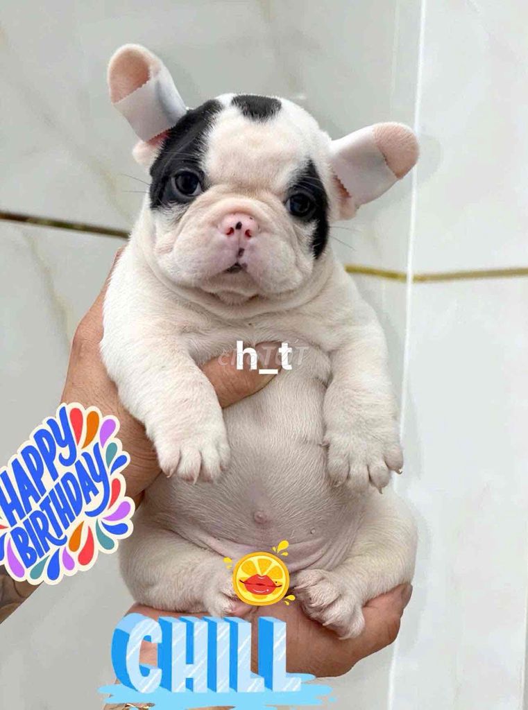 Chó Bull Pháp Short body Trắng đen. Mua bán Chó tại Quận Bình Tân Tp Hồ Chí Minh được đăng bởi huỳnh thật  hình 1