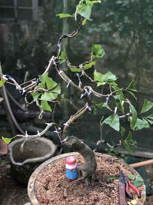 hoàng mai huế bonsai