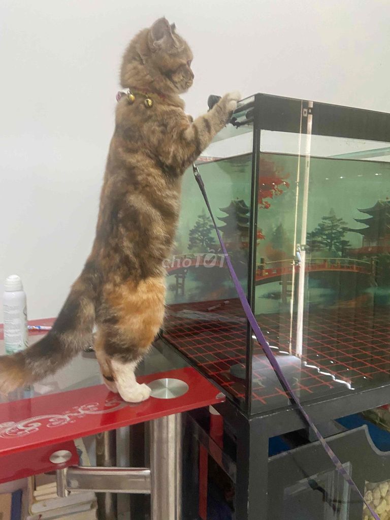 Mèo Anh lông ngắn cái 6 tháng đã tiêm. Mua bán Mèo tại Quận Cẩm Lệ Đà Nẵng được đăng bởi Nguyễn Văn Khoa Sinh hình 1