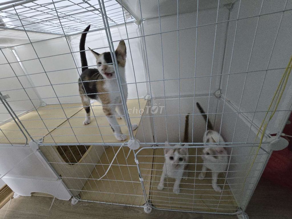 Tìm nhà mới cho 3 em