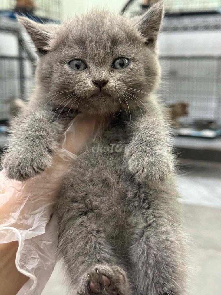 Mèo Anh lông ngắn Xám xanh chân siêu lùn. Mua bán Mèo tại Quận 7 Tp Hồ Chí Minh được đăng bởi Giang hình 1