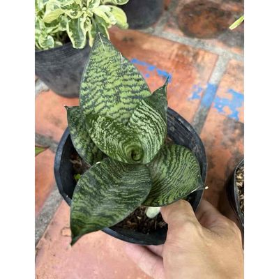 Tặng cây giống lưỡi hổ mini. Mua bán Cây cảnh, đồ trang trí tại Thành phố Uông Bí Quảng Ninh được đăng bởi Lê thi huệ