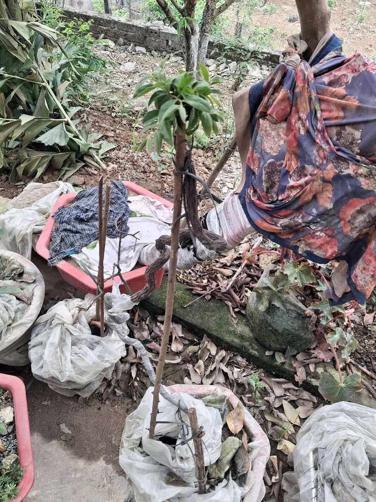 Cây cảnh Muội hồng Đã sống khỏe. Mua bán Cây cảnh, đồ trang trí tại Huyện Thanh Liêm Hà Nam được đăng bởi Công Minh hình 1