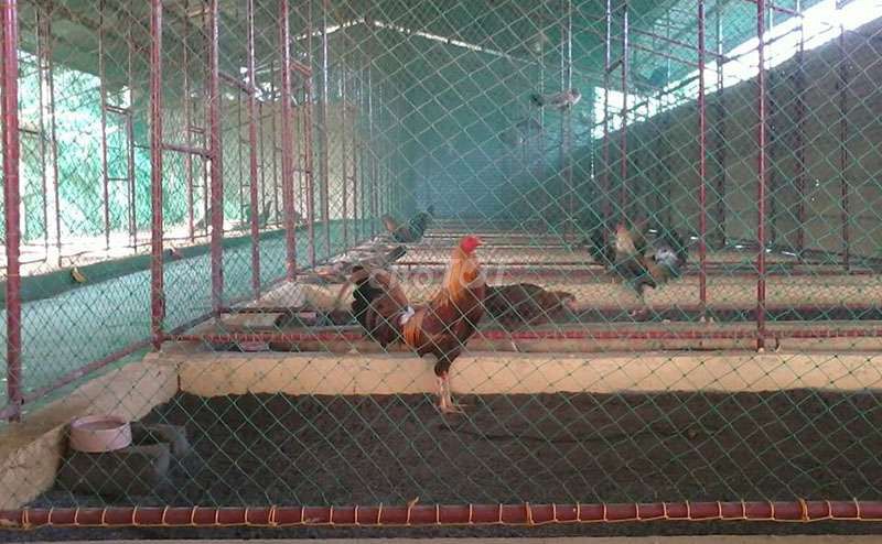 Dịch vụ nuôi gà đá, nài gà. Dịch vụ tại Quận 12 Tp Hồ Chí Minh được đăng bởi Nguyễn Xuân hình 1