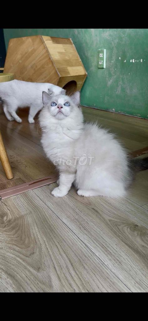 Mèo Ragdoll trắng 2 tháng đã tiêm. Mua bán Mèo tại Quận Gò Vấp Tp Hồ Chí Minh được đăng bởi thảo hình 1