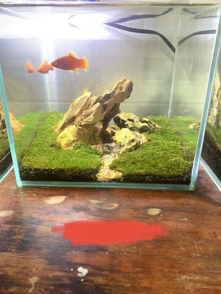 combo hồ thuỷ sinh kt 20x20x20. Mua bán Thú cưng khác tại Huyện Hóc Môn Tp Hồ Chí Minh được đăng bởi Hưng hình 1