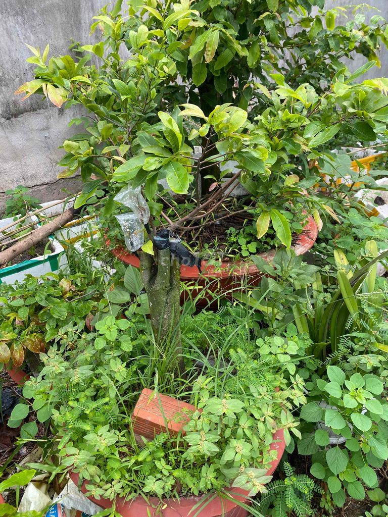 cây mai tứ quý ,ghép bo mai vàng,cao 50cm,h26. Mua bán Cây cảnh, đồ trang trí tại Thị xã Phú Mỹ Bà Rịa - Vũng Tàu được đăng bởi hiển  hình 1