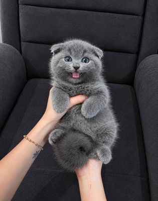 Mèo Anh lông ngắn Xám xanh Đực Tai cụp