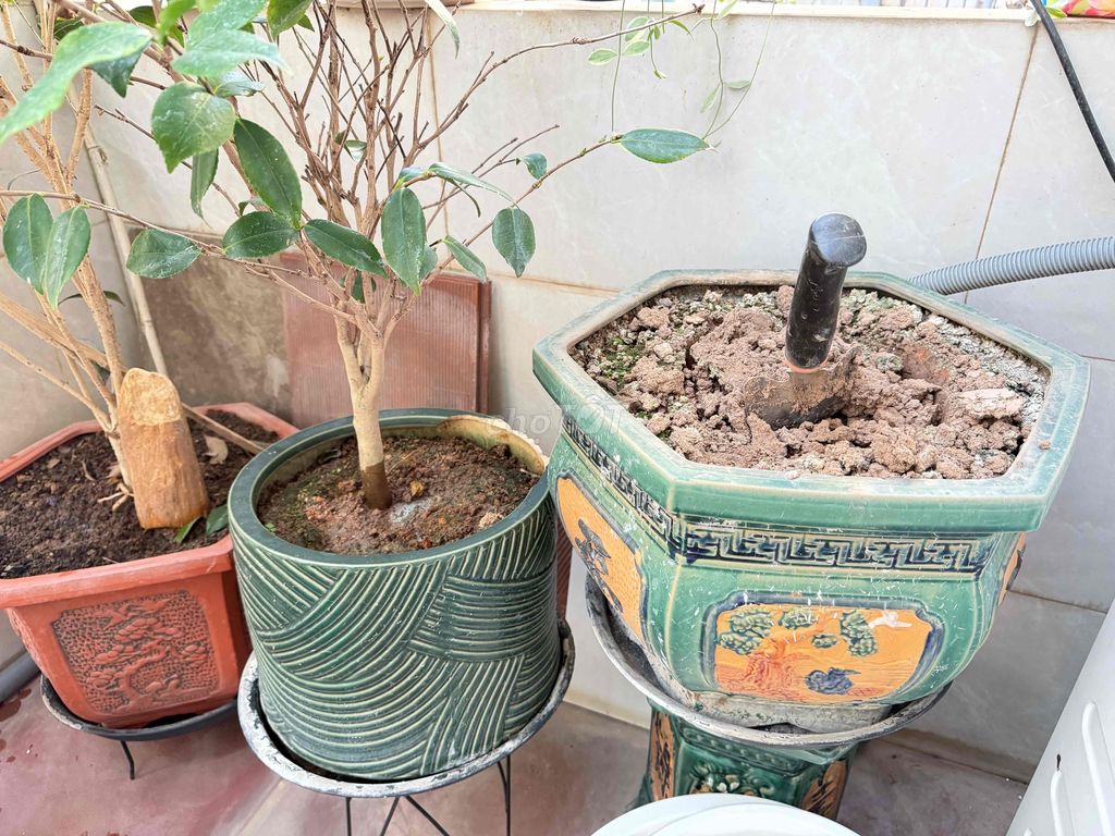 Cây cảnh gốm sứ. Mua bán Cây cảnh, đồ trang trí tại Thành phố Nam Định Nam Định được đăng bởi My My hình 1