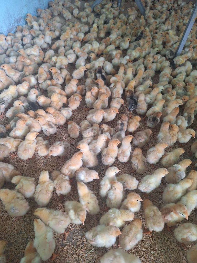 Cần bán cac loại gà giống từ 1 tới 7 ngày tuổi