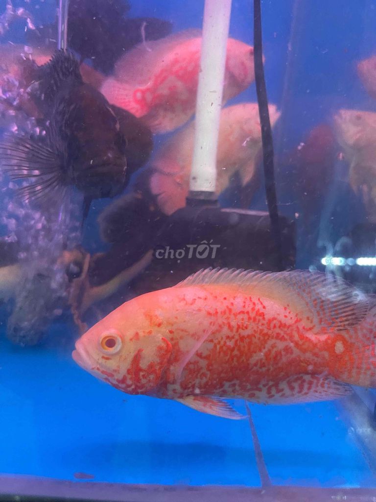 Cá tai tượng Châu Phi trắng bông đỏ 2 ngón. Mua bán Thú cưng khác tại Quận 12 Tp Hồ Chí Minh được đăng bởi Cá Cảnh Hiệp Thành hình 1