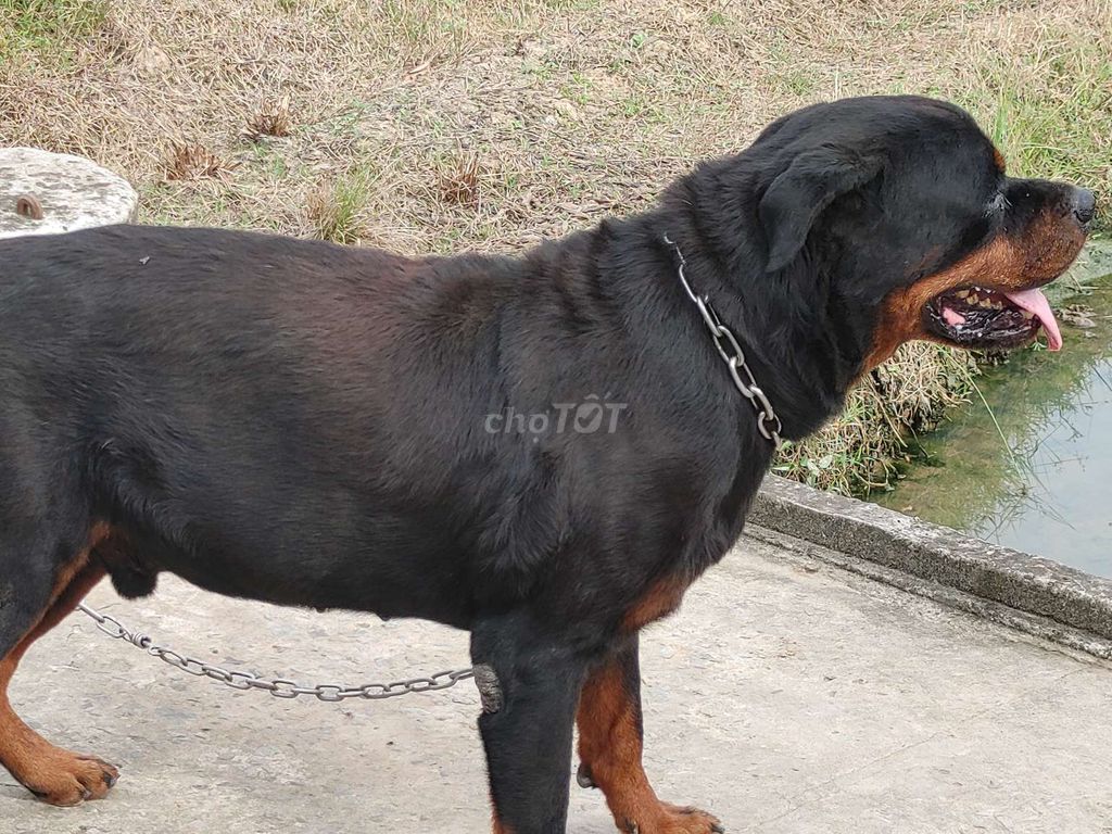 Đực Vka Rottweiler. Mua bán Chó tại Thành phố Tây Ninh Tây Ninh được đăng bởi Nhân Rottweiler  hình 1