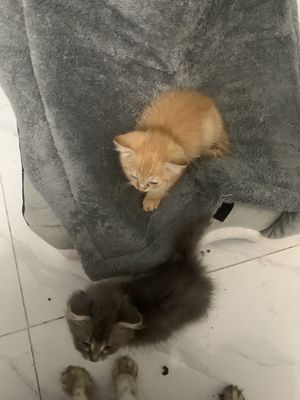 Mèo Anh lông dài, lông ngắn. Mua bán Mèo tại Thành phố Thủ Đức Tp Hồ Chí Minh được đăng bởi Nguyễn hoàng long