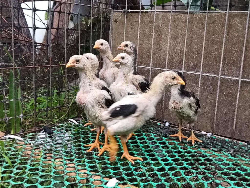 Gà chọi đẹp anh em cần liên hệ với mình nhé. Mua bán Gà tại Huyện Đông Anh Hà Nội được đăng bởi Kiến Lửa hình 1