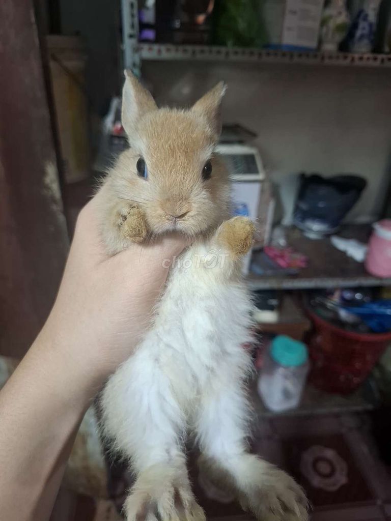 Thỏ Hà Lan. Mua bán Thú cưng khác tại Huyện Hóc Môn Tp Hồ Chí Minh được đăng bởi anh vy hình 1