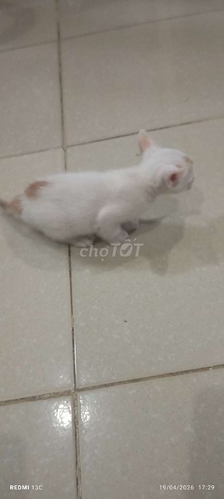 Mèo con nhiều màu. Mua bán Mèo tại Quận Cái Răng Cần Thơ được đăng bởi Nam  hình 1