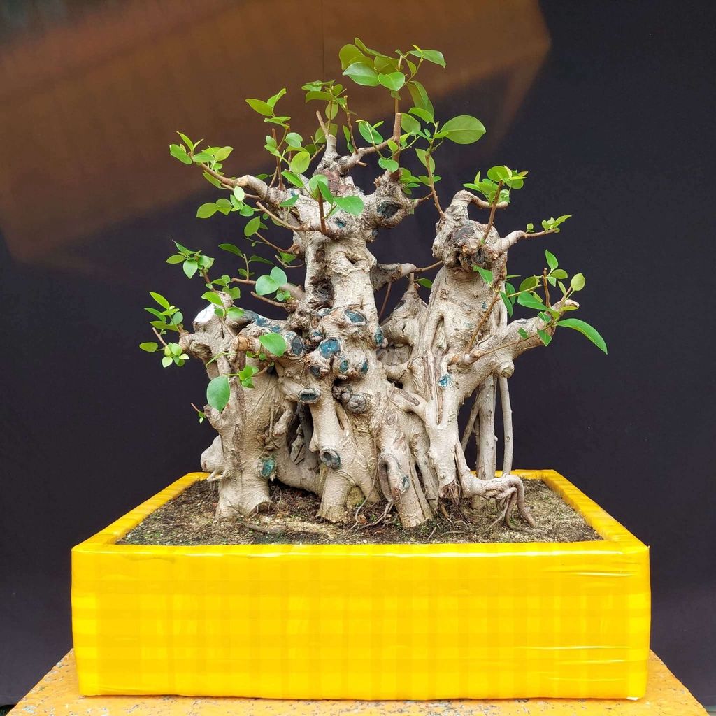 Cây si bonsai 55cm hoành 115cm chậu 68cm. Mua bán Cây cảnh, đồ trang trí tại Thành phố Bắc Ninh Bắc Ninh được đăng bởi Trần Xuân Dương hình 1