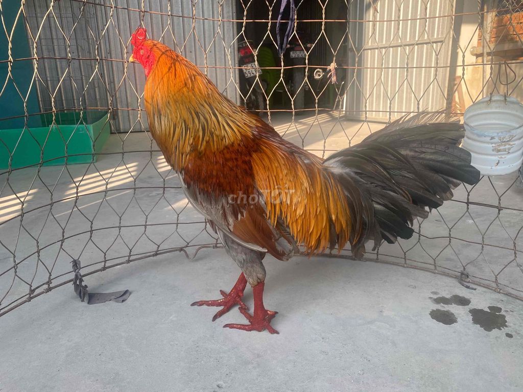 Xám 2kí5 1x. Mua bán Gà tại Quận Thốt Nốt Cần Thơ được đăng bởi Nhân hình 1