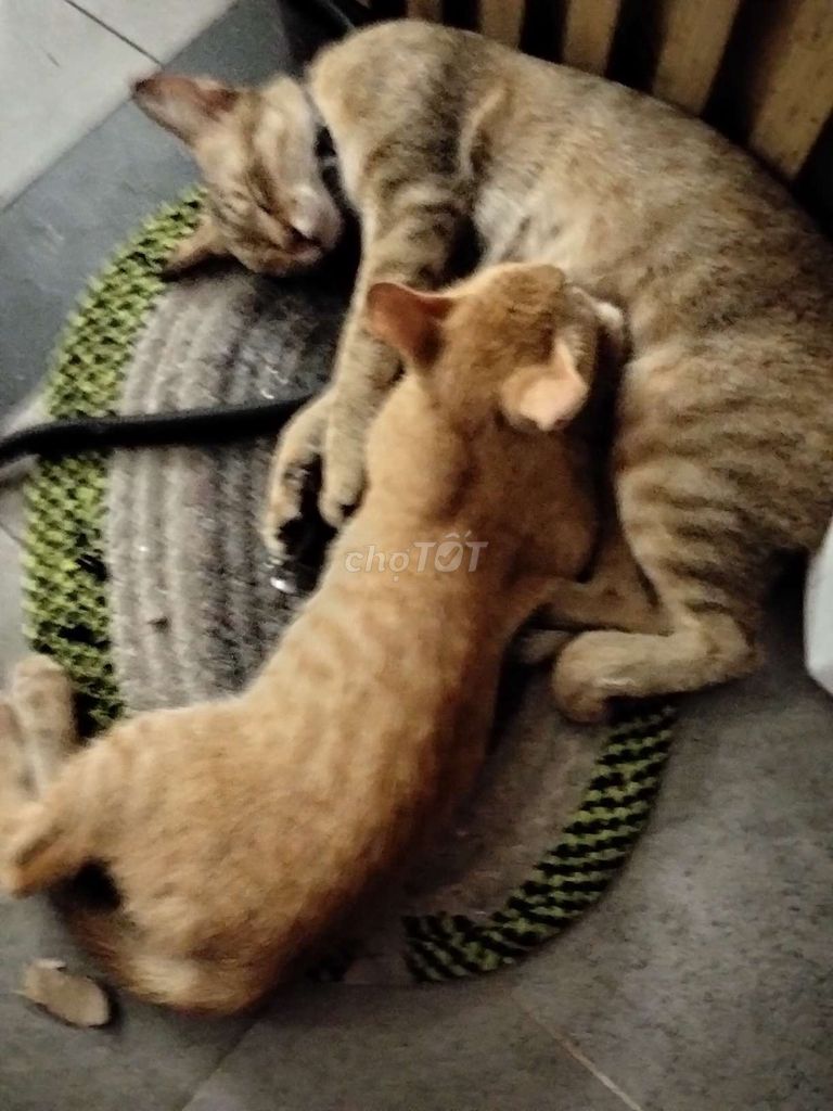 Mèo đực 3 tháng. Mua bán Mèo tại Quận Bình Tân Tp Hồ Chí Minh được đăng bởi Milo Milo hình 1