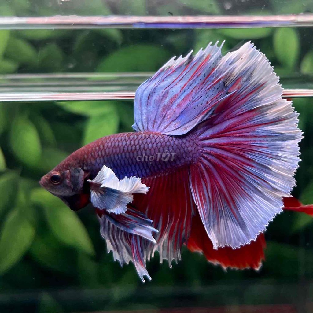 cá Betta Dumbo Halfmoon. Mua bán Thú cưng khác tại Huyện Hóc Môn Tp Hồ Chí Minh được đăng bởi Cậu Ba Betta  hình 3