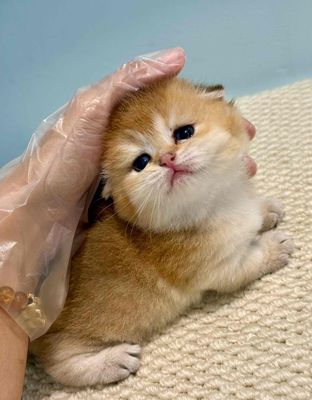 NHẬN GẠCH BÉ GOLDEN LÙN CỤP CÁI