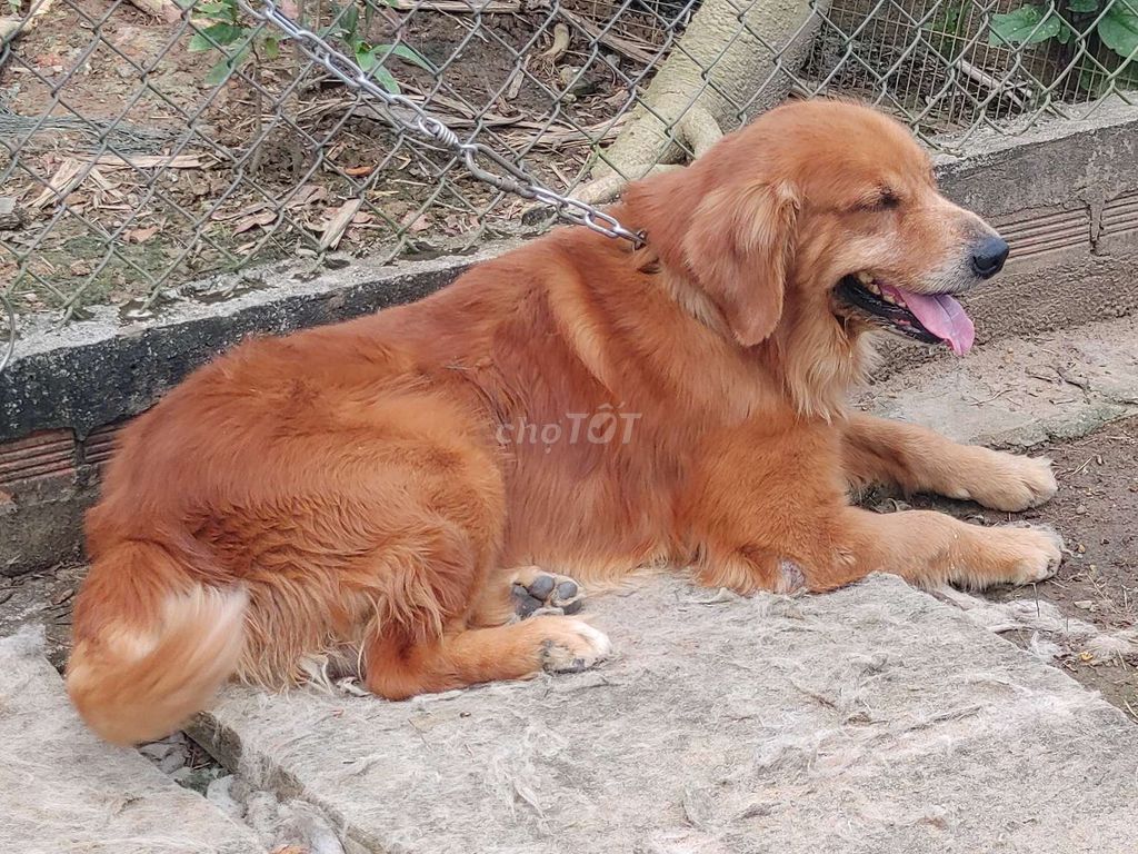 Chó Golden Retriever đực đã chích ngừa. Mua bán Chó tại Thành phố Phan Rang-Tháp Chàm Ninh Thuận được đăng bởi Nhân Rottweiler  hình 1