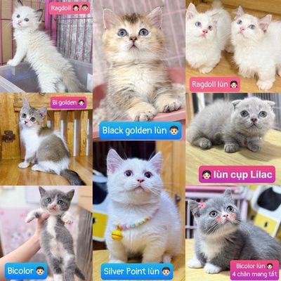Mèo Bi từ 2.4tr/ Ragdoll từ 3.5tr, nhìu bé khác Q3