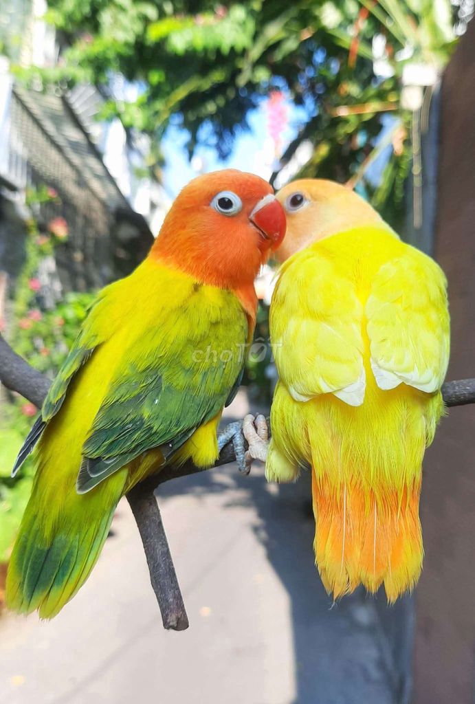 Vẹt nhiều màu. Mua bán Chim tại Quận Gò Vấp Tp Hồ Chí Minh được đăng bởi Chim cảnh sài gòn hình 1