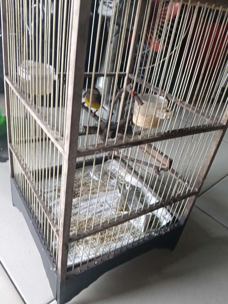 Xanh tím hót hay. Mua bán Chim tại Quận Tân Phú Tp Hồ Chí Minh được đăng bởi Ba lúa miền trung hình 1