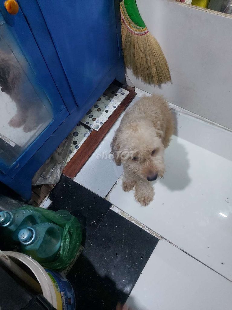 2 bé cún lai 1 bé lai nhật cái,1 bé lai poodle đực