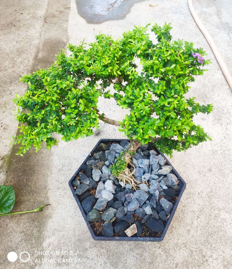 Cây cảnh Linh Sam Hạt Gạo. Mua bán Cây cảnh, đồ trang trí tại Thành phố Nha Trang Khánh Hòa được đăng bởi nguyen binh hình 1