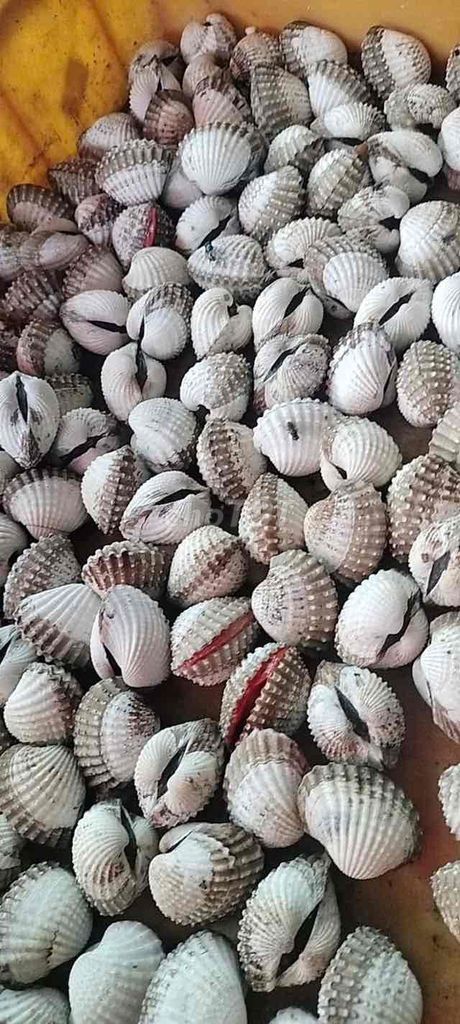 Sò tươi sống. Mua bán Đồ ăn, thực phẩm và các loại khác tại Huyện Củ Chi Tp Hồ Chí Minh được đăng bởi Lee Mãi hình 1