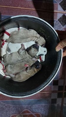 Cha pug vàng phối Mẹ trắng mỏ nhọn. Mua bán Chó tại Huyện Trà Ôn Vĩnh Long được đăng bởi Thế Nghiệp