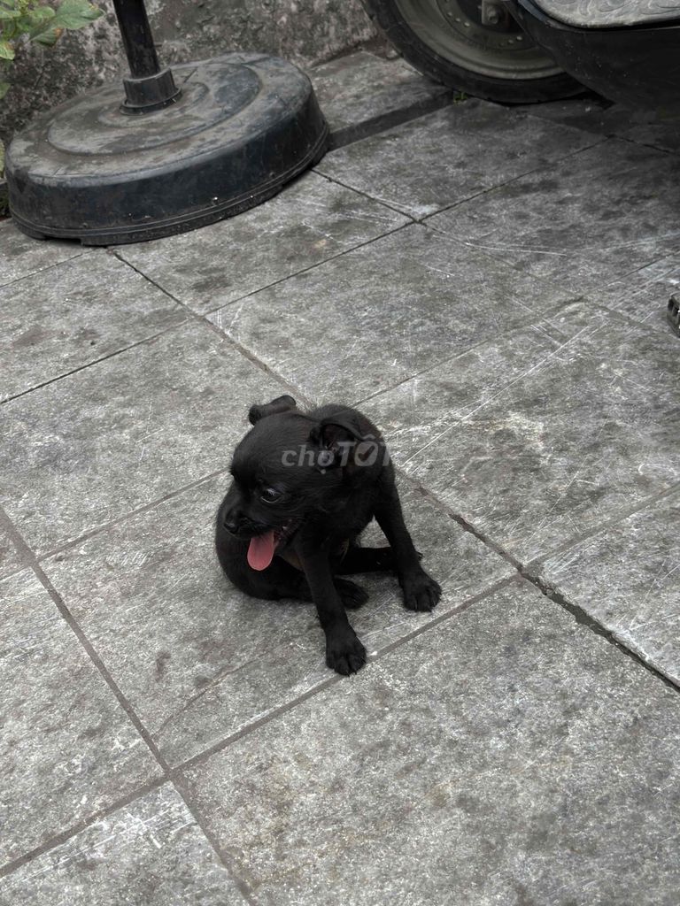Chihuahua F1. Mua bán Chó tại Quận Thanh Xuân Hà Nội được đăng bởi Phi Long hình 2