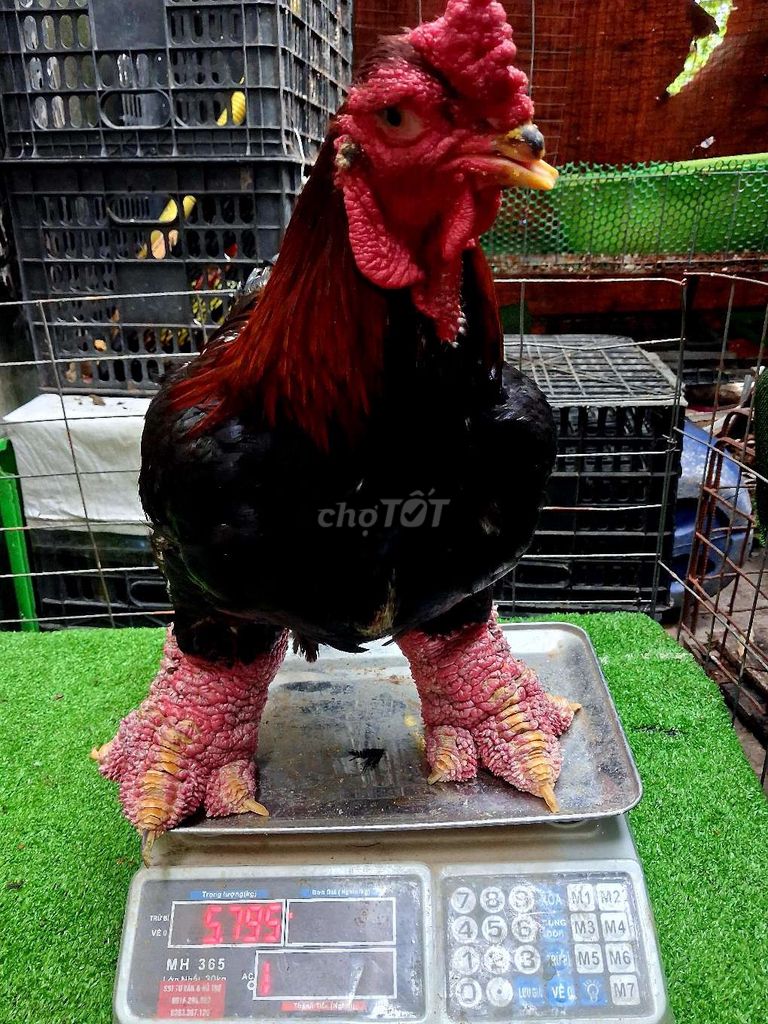 Gà thịt 5.8kg chân to như hình ạ❤️❤️❤️. Mua bán Gà tại Thành phố Thủ Đức Tp Hồ Chí Minh được đăng bởi chuyên cung cấp gà đông tảo thuần chủng  hình 1