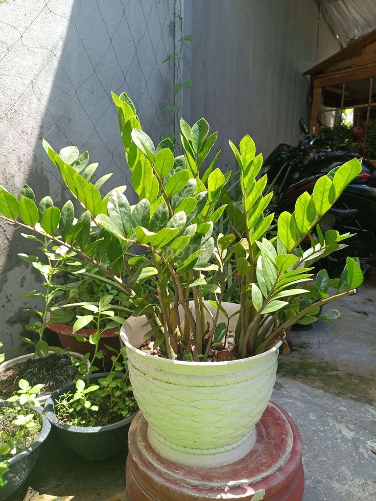 Cây và chậu. Mua bán Cây cảnh, đồ trang trí tại Quận Bình Tân Tp Hồ Chí Minh được đăng bởi Hoàng xì mét ta hình 2