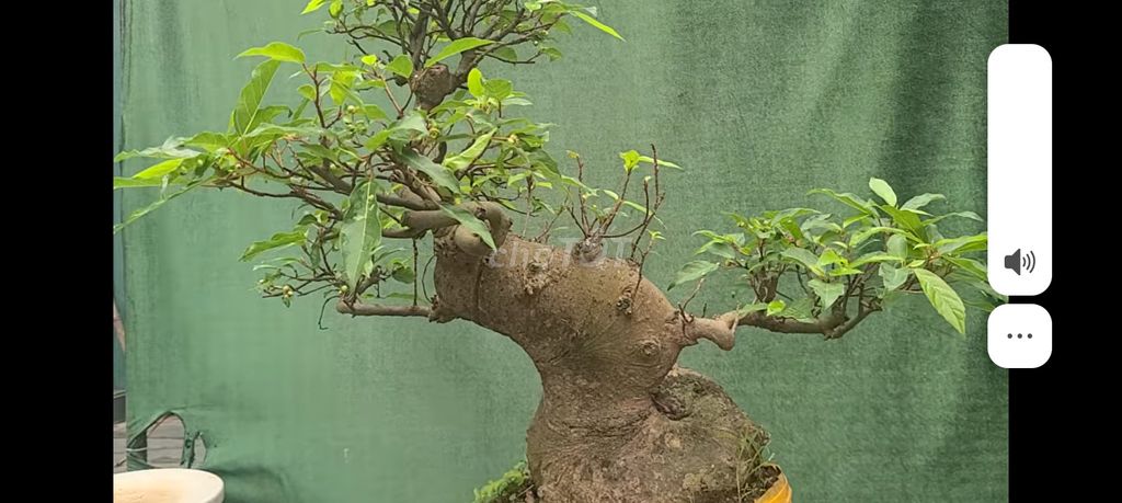 Sung bonsai Bê lắc lươn. Mua bán Cây cảnh, đồ trang trí tại Thị xã Gò Công Tiền Giang được đăng bởi Tung hình 1