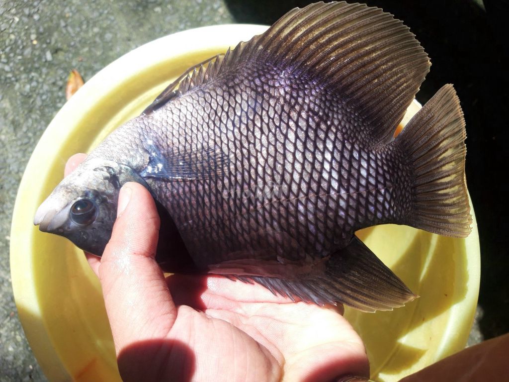 Cá tai tượng việt nam size to đủ loại. Mua bán Thú cưng khác tại Quận 12 Tp Hồ Chí Minh được đăng bởi Trần Đăng Khoa hình 1