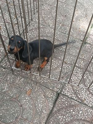 Chó lạp xưởng 2 tháng tuổi. Mua bán Chó tại Quận Bình Thuỷ Cần Thơ được đăng bởi Phạm thị Chương Đài